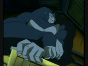 Kong-19