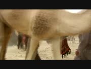 Mkhawi-al-theeb-28