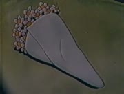 Sanshiro-9